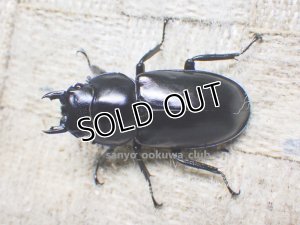 画像1: ウエストウッディ( Lower Subansiri)産☆♀40ミリ新成虫単品（2025年ブリード用） (3)