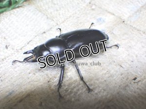 画像2: ウエストウッディ( Lower Subansiri)産☆♀40ミリ新成虫単品（2025年ブリード用） (2)