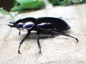 画像3:  ウエストウッディ( Lower Subansiri)産☆♀40ミリ新成虫単品（2025年ブリード用） (1)