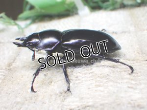 画像3:  ウエストウッディ( Lower Subansiri)産☆♀40ミリ新成虫単品（2025年ブリード用） (1)