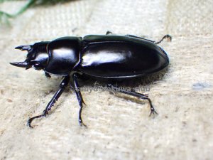 画像3: ウエストウッディ( Lower Subansiri)産☆♀40ミリ新成虫単品（2025年ブリード用） (3)