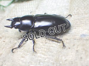画像3: ウエストウッディ( Lower Subansiri)産☆♀40ミリ新成虫単品（2025年ブリード用） (3)