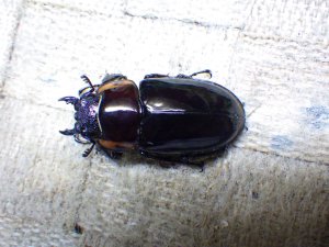 画像4: ファブリーズノコギリ亜種タカクアイ☆♂67ミリ♀37ミリ新成虫ペア