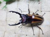 ファブリーズノコギリ亜種タカクアイ☆♂67ミリ♀37ミリ新成虫ペア