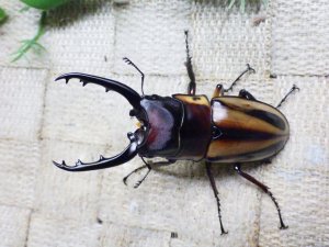 画像1: ファブリーズノコギリ亜種タカクアイ☆♂67ミリ♀37ミリ新成虫ペア