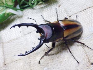 画像2: ファブリーズノコギリ亜種タカクアイ☆♂67ミリ♀37ミリ新成虫ペア
