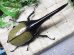 画像3: Dh.ヘラクレスオオカブト☆♂148ミリ新成虫単品 (3)