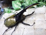 Dh.ヘラクレスオオカブト☆♂120ミリ新成虫単品　(10)