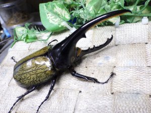 画像1: Dh.ヘラクレスオオカブト☆♂120ミリ新成虫単品　(10)