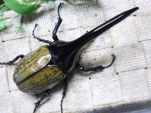 画像3: Dh.ヘラクレスオオカブト☆♂120ミリ新成虫単品　(10)