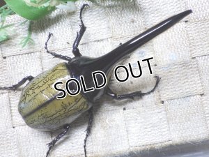 画像3: Dh.ヘラクレスオオカブト☆♂120ミリ新成虫単品　(10)