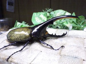 画像2: Dh.ヘラクレスオオカブト☆♂120ミリ新成虫単品　(10)