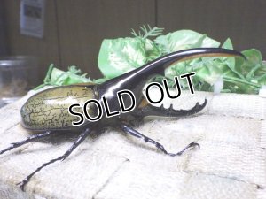 画像2: Dh.ヘラクレスオオカブト☆♂120ミリ新成虫単品　(10)