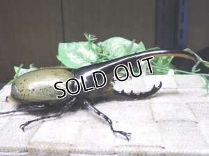 画像2: Dh.ヘラクレスオオカブト☆♂148ミリ新成虫単品