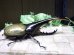 画像2: Dh.ヘラクレスオオカブト☆♂148ミリ新成虫単品 (2)