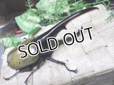Dh.ヘラクレスオオカブト☆♂148ミリ新成虫単品