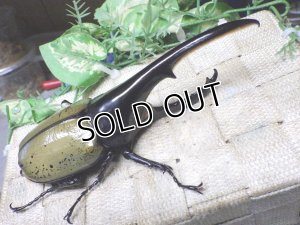 画像1: Dh.ヘラクレスオオカブト☆♂148ミリ新成虫単品