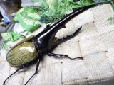 Dh.ヘラクレスオオカブト☆♂136ミリ新成虫単品