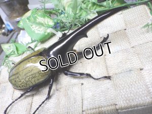 画像1: Dh.ヘラクレスオオカブト☆♂136ミリ新成虫単品