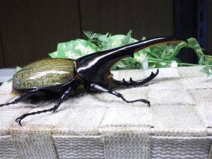 画像2: Dh.ヘラクレスオオカブト☆♂136ミリ新成虫単品