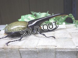 画像2: Dh.ヘラクレスオオカブト☆♂136ミリ新成虫単品