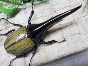 画像3: Dh.ヘラクレスオオカブト☆♂136ミリ新成虫単品