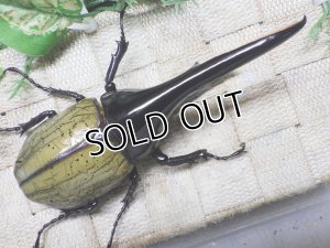 画像3: Dh.ヘラクレスオオカブト☆♂136ミリ新成虫単品