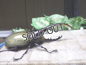 画像2: Dh.ヘラクレスオオカブト☆♂120ミリ新成虫単品　