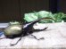 画像2: Dh.ヘラクレスオオカブト☆♂120ミリ新成虫単品　 (2)
