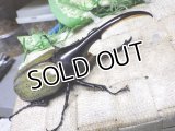 Dh.ヘラクレスオオカブト☆♂120ミリ新成虫単品　
