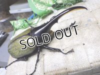 Dh.ヘラクレスオオカブト☆♂120ミリ新成虫単品　