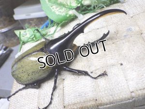 画像1: Dh.ヘラクレスオオカブト☆♂120ミリ新成虫単品　
