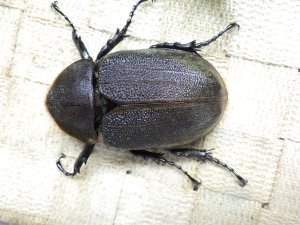 画像3: Dh.ヘラクレスオオカブト☆♀66ミリ新成虫単品 (2)