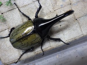 画像3: Dh.ヘラクレスオオカブト☆♂97ミリ C品 新成虫単品　