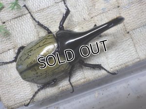 画像3: Dh.ヘラクレスオオカブト☆♂97ミリ C品 新成虫単品　