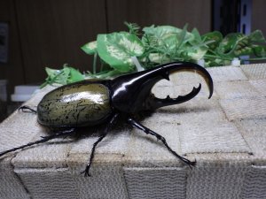 画像2: Dh.ヘラクレスオオカブト☆♂97ミリ C品 新成虫単品　