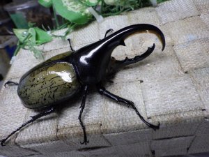 画像1: Dh.ヘラクレスオオカブト☆♂97ミリ C品 新成虫単品　