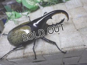 画像1: Dh.ヘラクレスオオカブト☆♂97ミリ C品 新成虫単品　