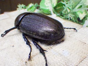 画像2: Dh.ヘラクレスオオカブト☆♀66ミリ新成虫単品 (2)