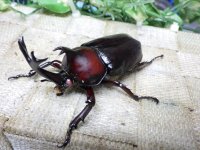 国産カブトムシピンクアイ☆♂S・Mサイズ2頭 新成虫（♂2頭のみ）