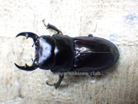 今季ブリード個体！ 広西産 カツラオオクワガタ☆♂38ミリ♀29ミリ新成虫ペア