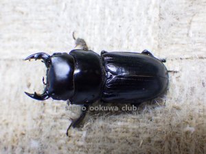 画像1: 今季ブリード個体！ 雲南省産 カツラオオクワガタ☆♂29ミリ♀25ミリ新成虫ペア
