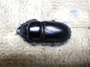 画像4: 今季ブリード個体！ 広西産 カツラオオクワガタ☆♂38ミリ♀29ミリ新成虫ペア