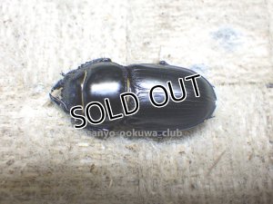 画像4: 今季ブリード個体！ 広西産 カツラオオクワガタ☆♂35ミリ♀28ミリ新成虫ペア