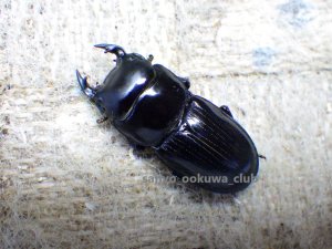 画像1: 今季ブリード個体！ スキットオオクワ☆♂29ミリ♀28ミリ新成虫別血統ペア