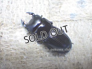 画像1: 今季ブリード個体！ スキットオオクワ☆♂28ミリ♀25ミリ新成虫別血統ペア