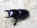 画像3: 今季ブリード個体！ 雲南省産 カツラオオクワガタ☆♂29ミリ♀25ミリ新成虫ペア