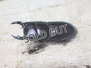 画像2: 今季ブリード個体！ 広西産 カツラオオクワガタ☆♂35ミリ♀28ミリ新成虫ペア