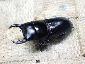 画像2: 今季ブリード個体！ 広西産 カツラオオクワガタ☆♂37ミリ♀29ミリ新成虫ペア