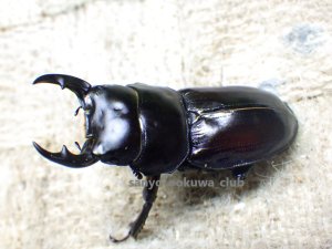 画像2: 今季ブリード個体！ 広西産 カツラオオクワガタ☆♂38ミリ♀29ミリ新成虫ペア